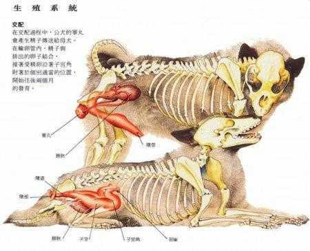 狗狗的生理反应（狗狗的生理反应有哪些）