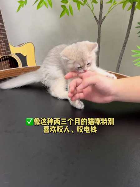 猫咪爱咬人（猫咪爱咬人怎么办?动不动就咬）