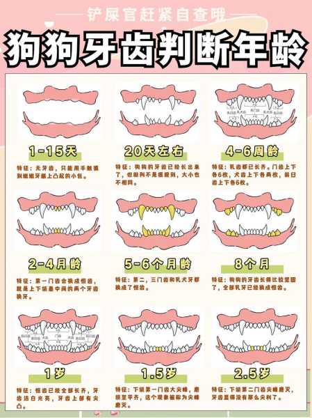 狗狗看牙齿（狗狗看牙齿怎么看月龄）