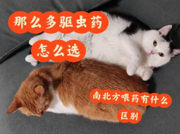 猫咪除了吃猫粮需要额外驱虫吗（猫咪除了吃猫粮需要额外驱虫吗为什么）