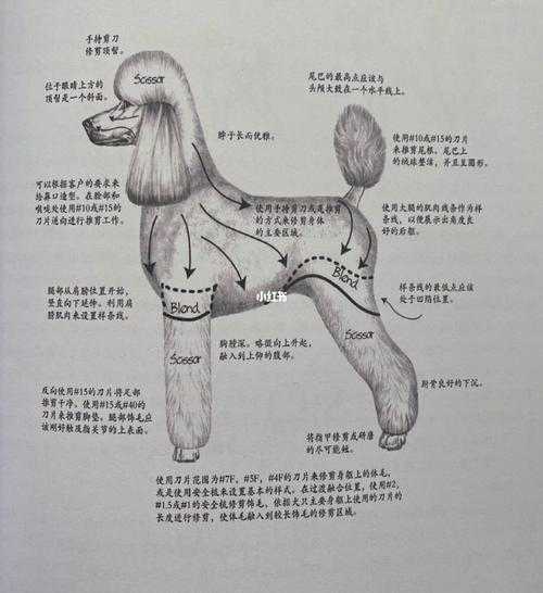 泰迪修毛教程新手（泰迪修毛教程新手怎么修）