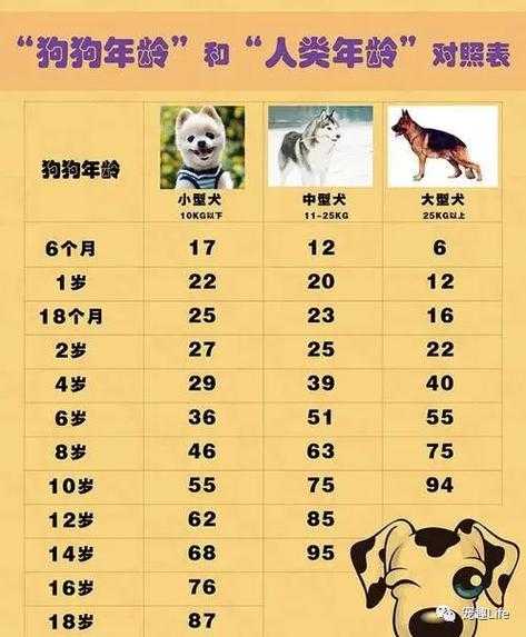 泰迪犬标准体型图片（泰迪犬的标准身高及体重）