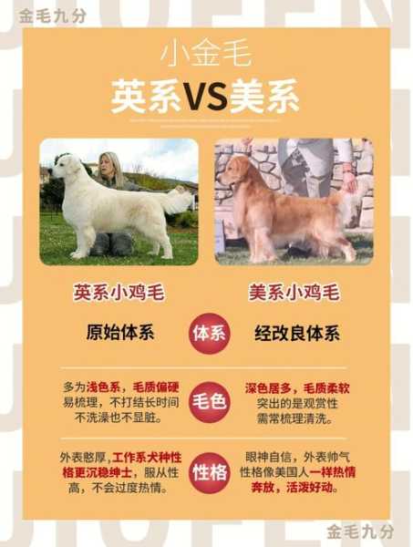 怎样区分爱斯基摩犬和金毛（爱斯基摩犬好养活吗）