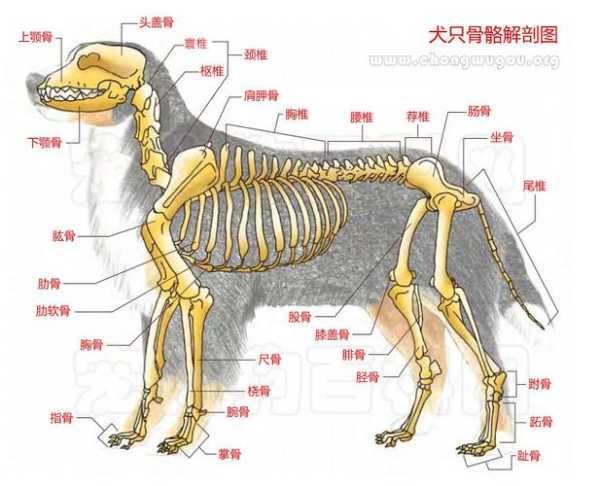 狗狗骨骼系统结构及生理特征（狗狗骨骼系统结构及生理特征图片）