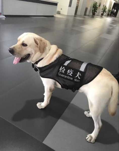 拉布拉多犬怎么训练成警犬（拉布拉多能训练成警犬吗）