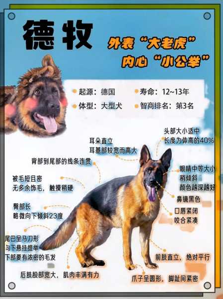 饲养德国牧羊犬的基本要求（养德国牧羊犬优点缺点）