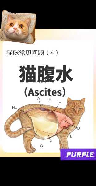 猫腹水如何引起的（猫腹水有什么征兆）