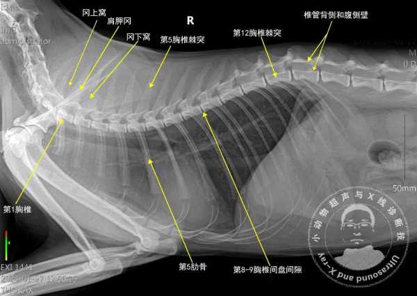 猫脊椎病变（猫脊椎问题）