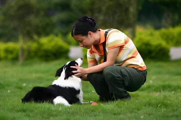 边境牧羊犬的训练（边境牧羊犬训练方法）