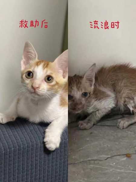 收养流浪猫后应该采取什么措施（收养流浪猫要怎么处理）