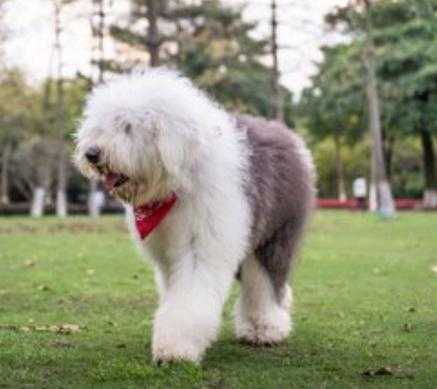 古牧犬价格贵吗,好不好卖（古牧犬价格贵吗,好不好卖呀）