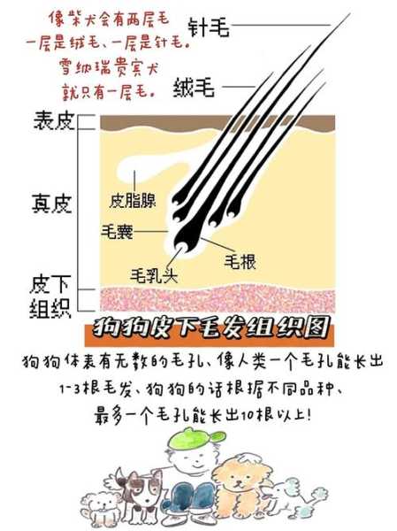 如何让狗毛柔顺（如何让狗毛柔顺发亮）