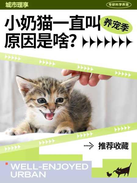 有什么办法阻止猫咪一直叫（猫咪老叫怎么办特别烦人）