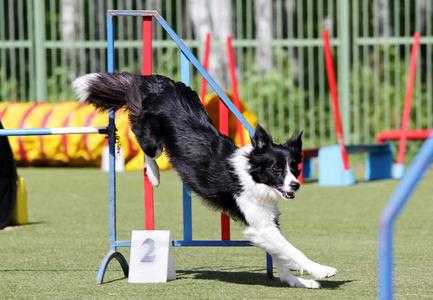 边境牧羊犬的四大训练是什么（边境牧羊犬的训练方法视频）