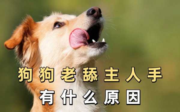 为啥金毛幼犬老喜欢舔人（金毛为什么老是舔主人）