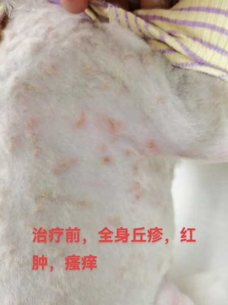 阿拉斯加犬身上生虱子（阿拉斯加犬身上生虱子怎么办）