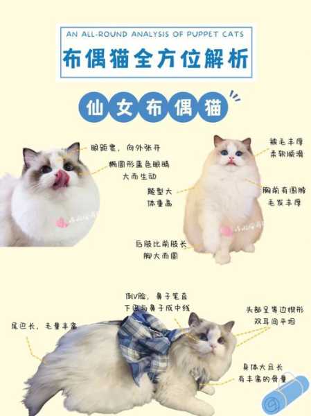 如果你知道布偶猫这些特点（布偶猫的特别之处）