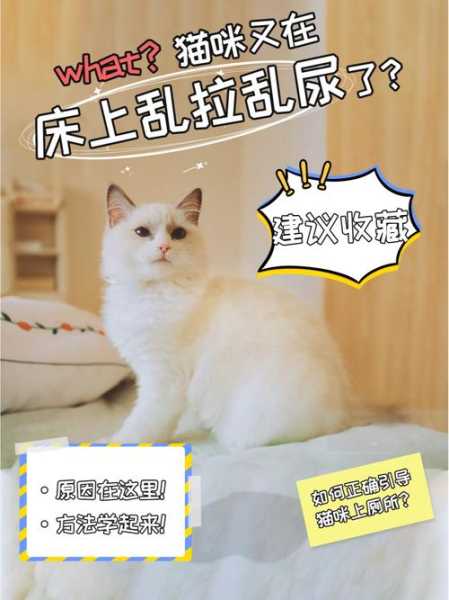 猫在床上尿是怎么回事（猫在床上尿怎么办）