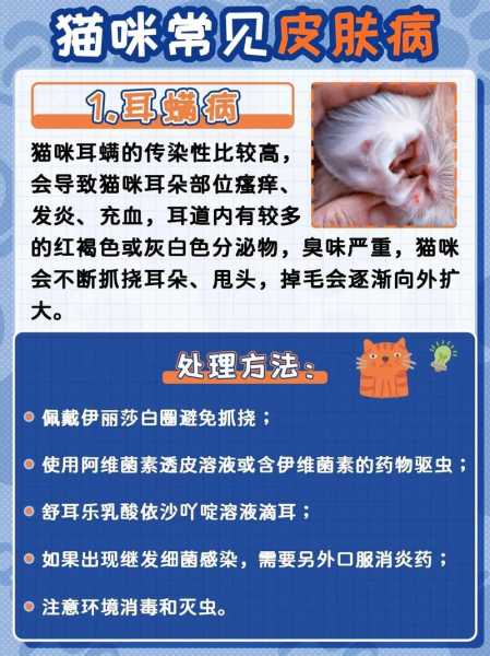 猫过敏的人怎么养猫（猫过敏的人怎么养猫咪）