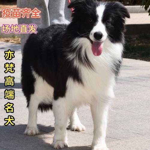 边境牧羊犬的市场价格是多少（边境牧羊犬价格多少钱一只纯种）