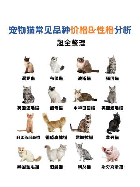 如何选择适合自己的猫咪品种（怎么选猫品种）