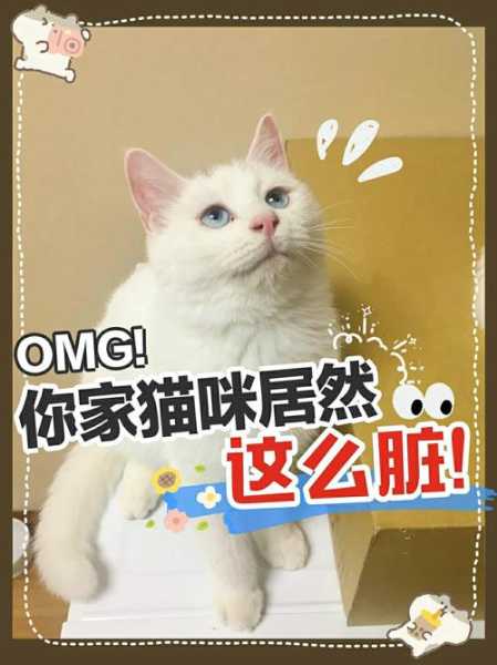 如何帮猫咪洗脸（怎么给宠物猫洗脸）