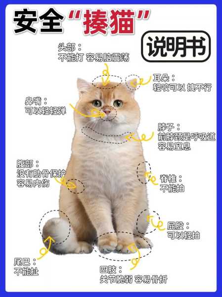 如何教育做错事的猫咪呢（猫犯错误怎么教训）