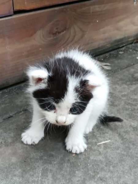 小野猫在成长过程中需要关灯吗（小野猫怎么活下来的）