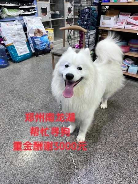 萨摩耶犬护理的常用工具是（养萨摩耶狗必备用品）