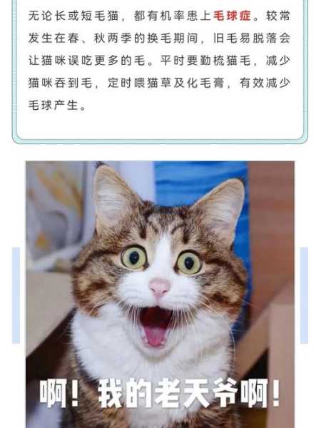 毛球症会导致猫咪死亡吗（毛球症会导致猫咪死亡吗视频）