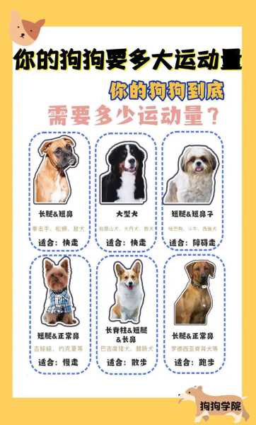 犬运动的好处（狗运动的好处）