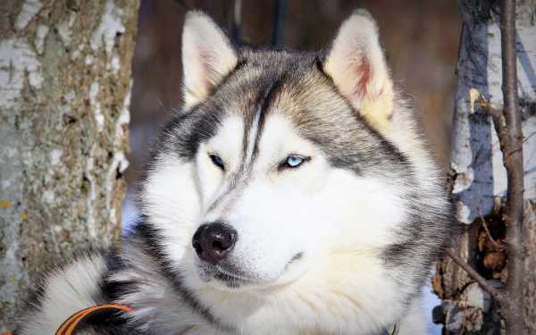 阿拉斯加雪橇犬的特征（阿拉斯加雪橇犬的特征是什么）