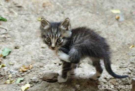 小野猫一般生活在哪儿（小野猫存活率高吗）