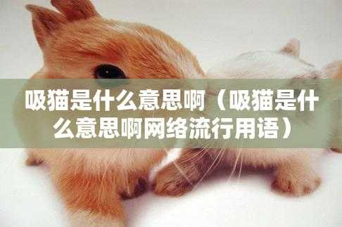 微信状态吸猫是什么意思（微信状态吸猫是什么意思?）