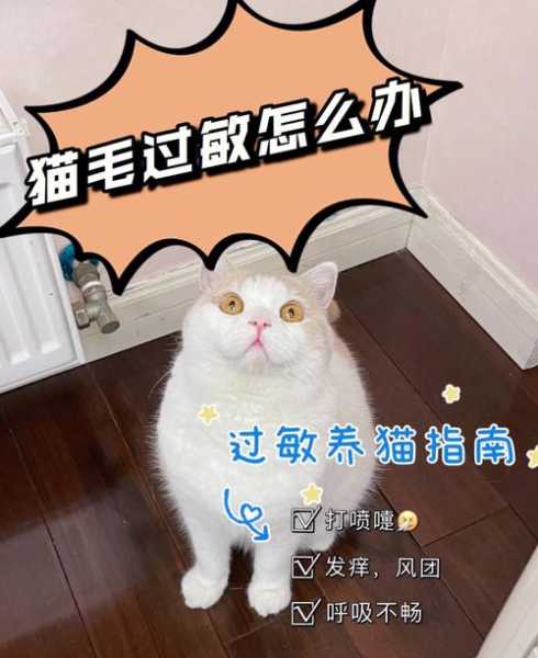 猫皮屑过敏还能养猫吗（猫皮屑过敏6个级别）