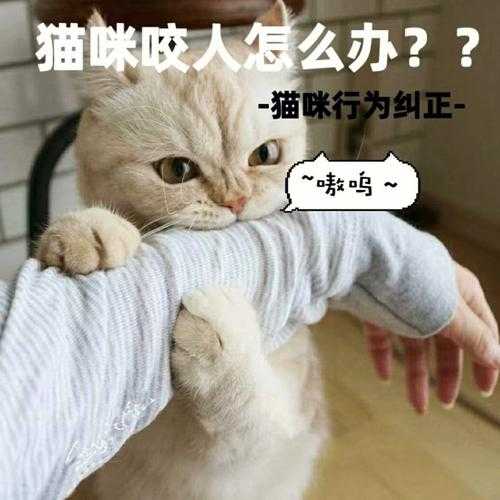 猫咪咬人怎么办如何解决（猫咪咬人怎么办?别轻视,这个应对方法最有效）