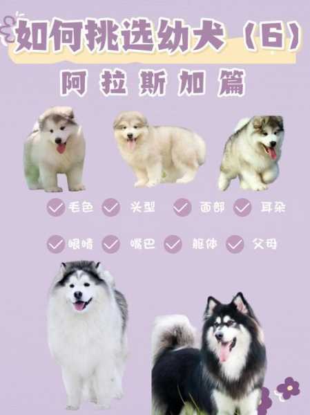 如何挑选阿拉斯加（如何挑选阿拉斯加犬的用品）