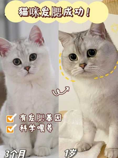 如何让猫咪发腮增肥（怎样可以让猫咪发腮）