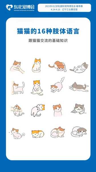 怎么给猫交流（猫如何交流）