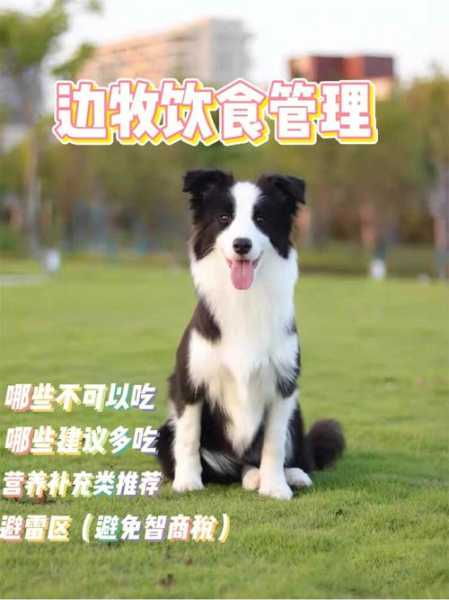 边境牧羊犬可以吃鸡蛋吗（边境牧羊犬能吃鸡蛋清吗）