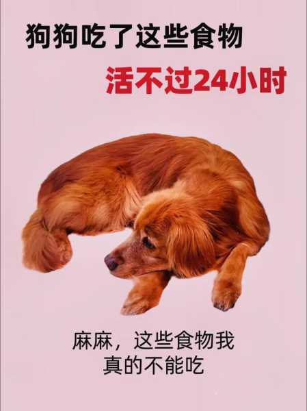 狗狗13年了现在不吃不喝能活几天（狗狗十多年了不吃东西）