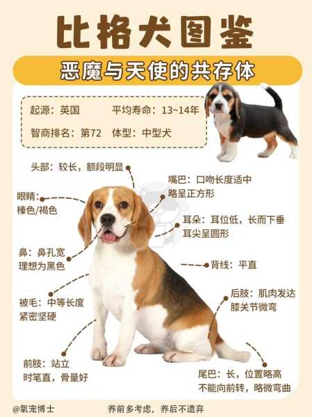 比格犬易患哪些疾病（比格犬易患疾病有哪些）