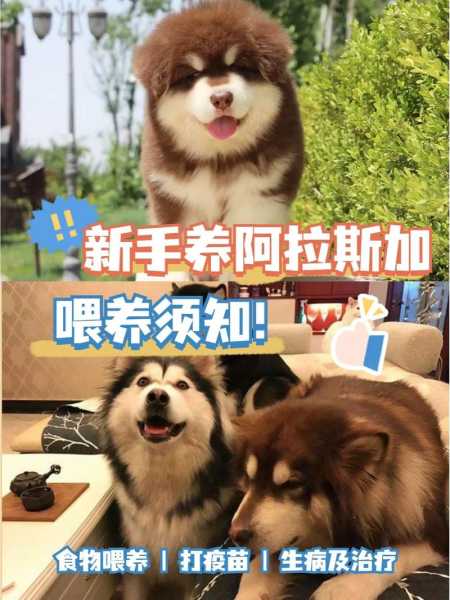 阿拉斯加犬应如何喂养好（阿拉斯加犬怎么喂狗粮）