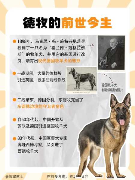 怎么挑选德牧幼犬图解（如何挑选德牧幼犬）