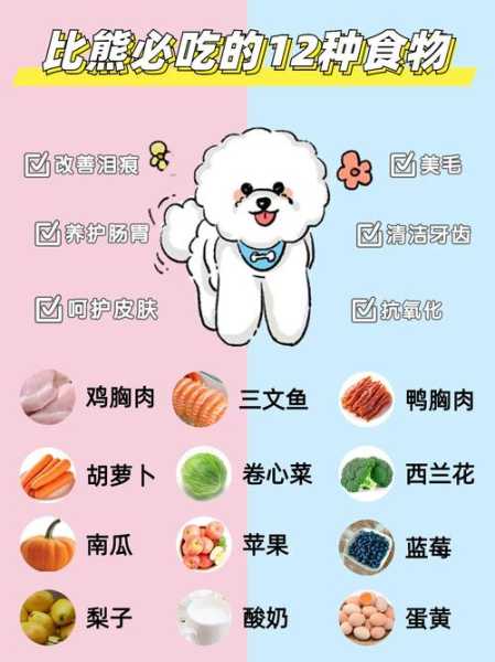 比熊犬吃什么食物好（比熊犬应该吃什么食物）