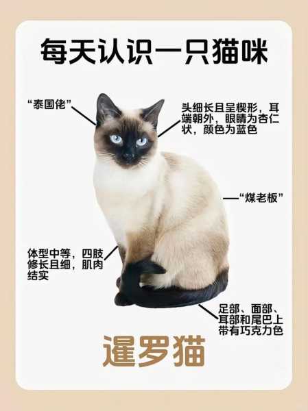 暹罗猫什么品种最好（暹罗猫什么品种最贵）