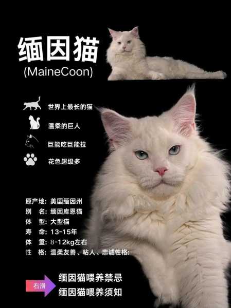 东其尼斯猫（我要看巴齿巨人的图片）