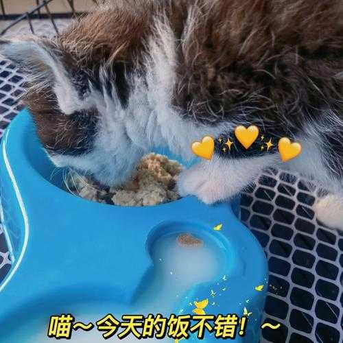 7个月的猫咪吃饭很少怎么回事（七个月的猫猫一顿猫饭吃多少）