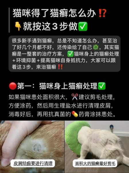 猫咪得了猫藓要怎么治疗（猫咪得了猫藓要怎么治疗好）