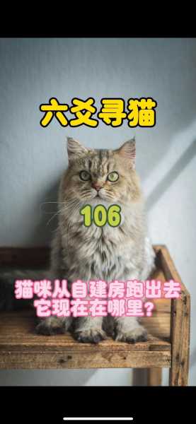 猫咪走丢了如何找回来（猫咪走丢了如何找回来农村）